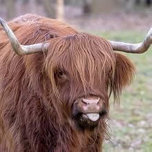 Ox Bile (Digestive Enzymes)
