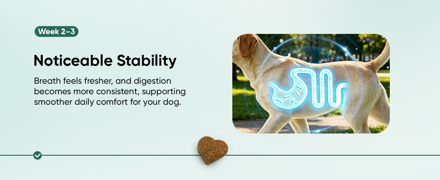 Probiotics for Dogs