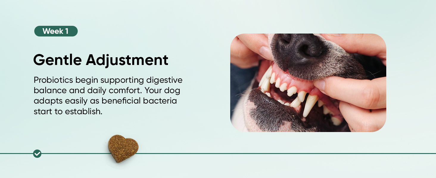 Probiotics for Dogs