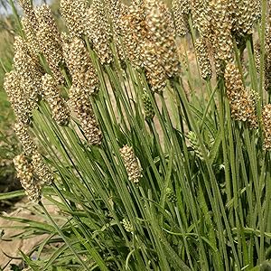 psyllium