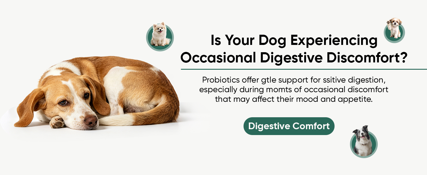 Probiotics for Dogs