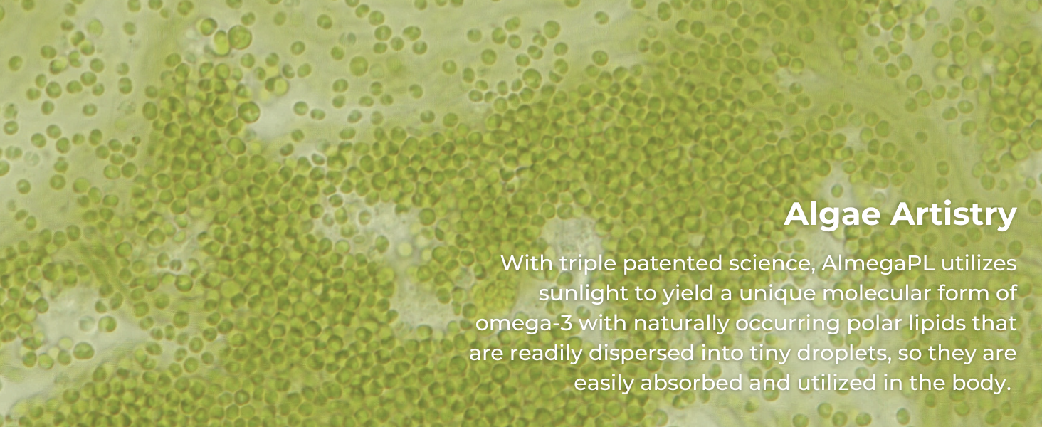 Algae Almega PL in the form of omega-3 with polar lipids, is easily absorbed in the bod