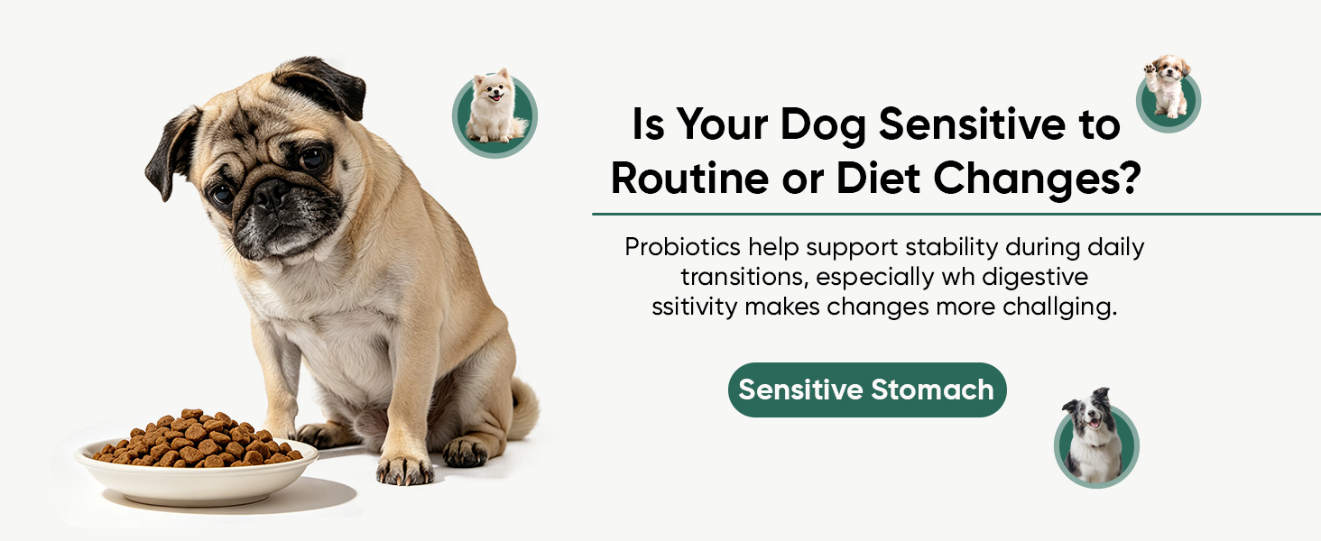 Probiotics for Dogs