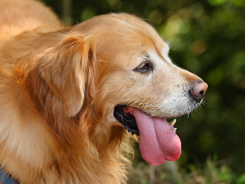 Benefits of wonder paws turkey tail for dogs
