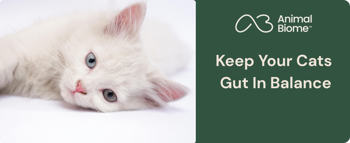Animal Biome Gut Maintain for Cats Kittens Kitty Biome daily probiotic prebiotc and phage for cat