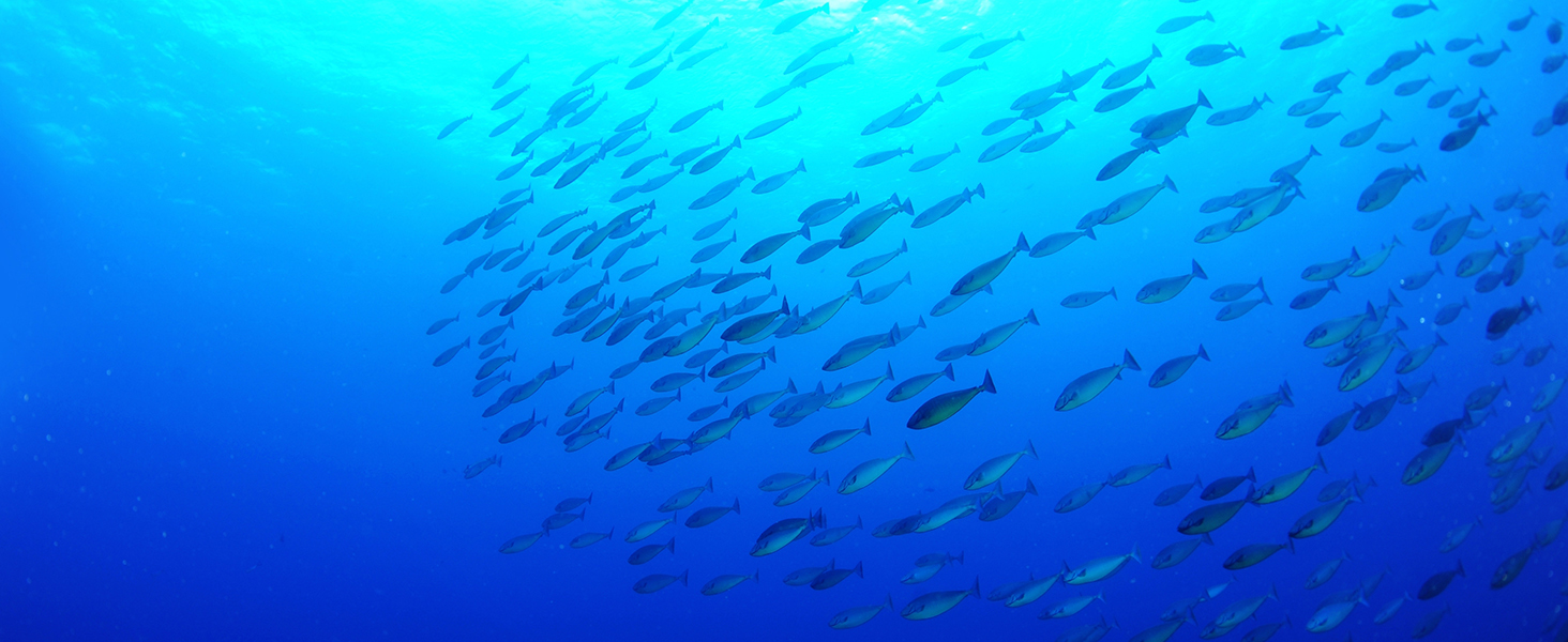 Fish Oil