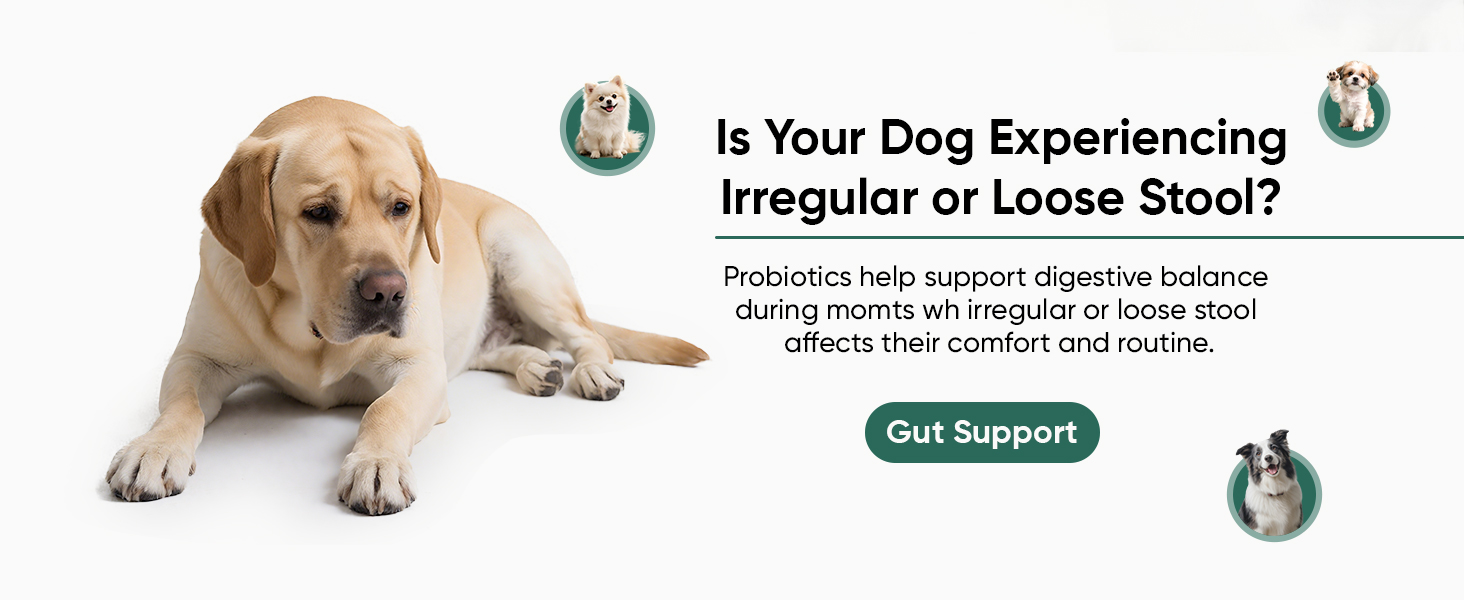 Probiotics for Dogs